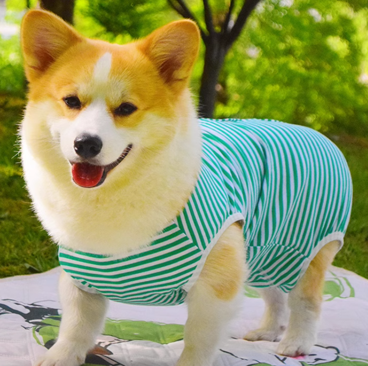 寵物服裝加工定制廠家寵物服裝設計和生產(chǎn)定做工廠圣巧依